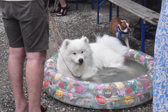 Evil Genius puppy pool party