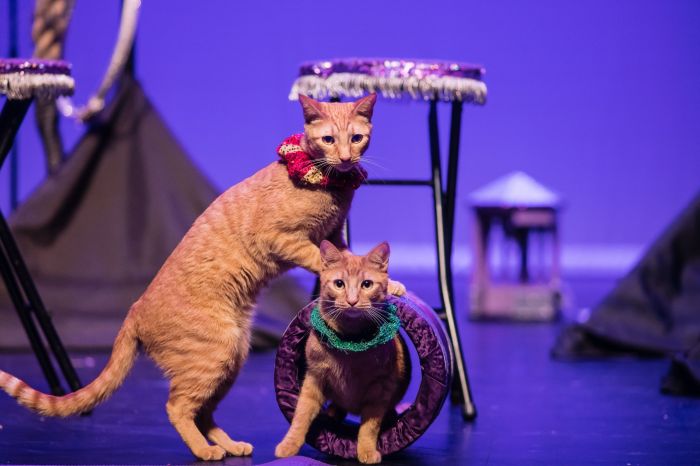 Amazing Acro-Cats