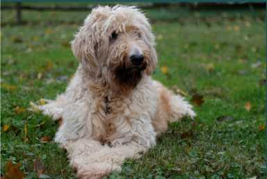 All Creatures Pet Fest
