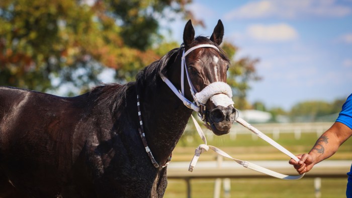 horse racing