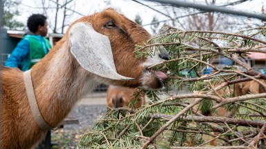 Philly Goat Project