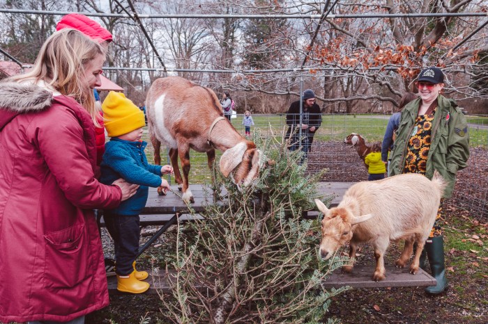 Philly Goat Project