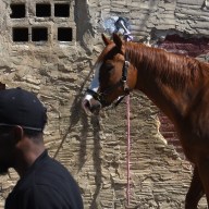 horse Concrete cowboys