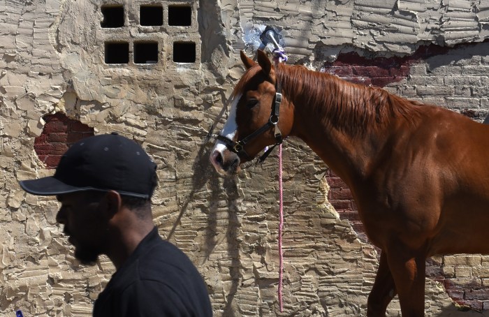 horse Concrete cowboys