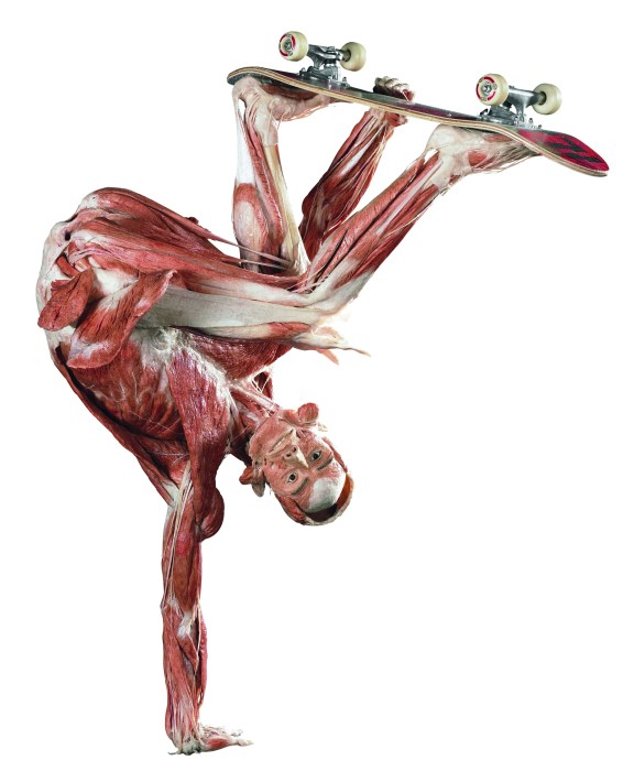 Body Worlds