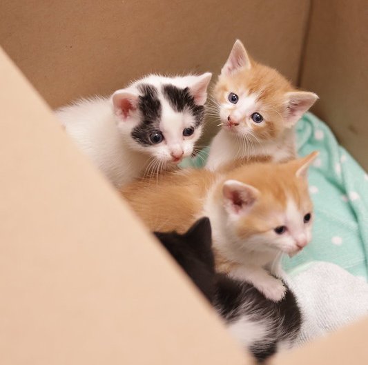 PAWS Kitten Week