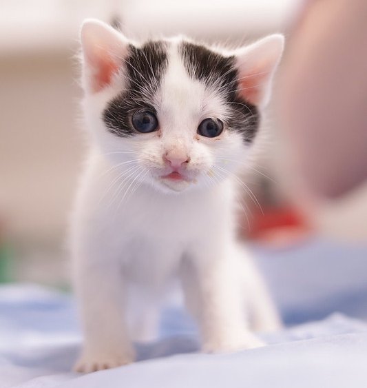 PAWS Kitten Week