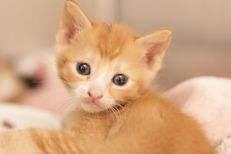 PAWS Kitten Week