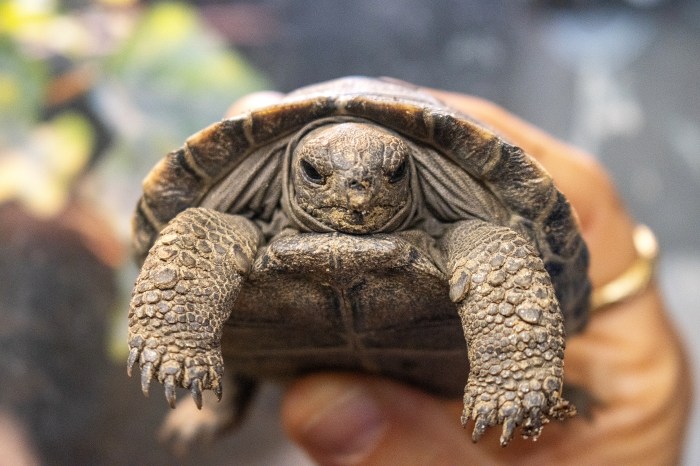 tortoises