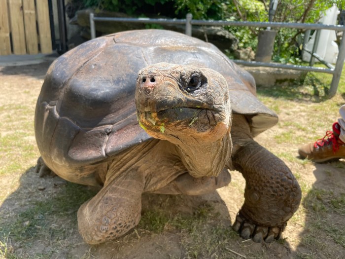tortoises