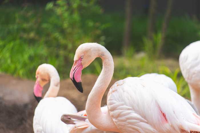 Zoo flamingo cove