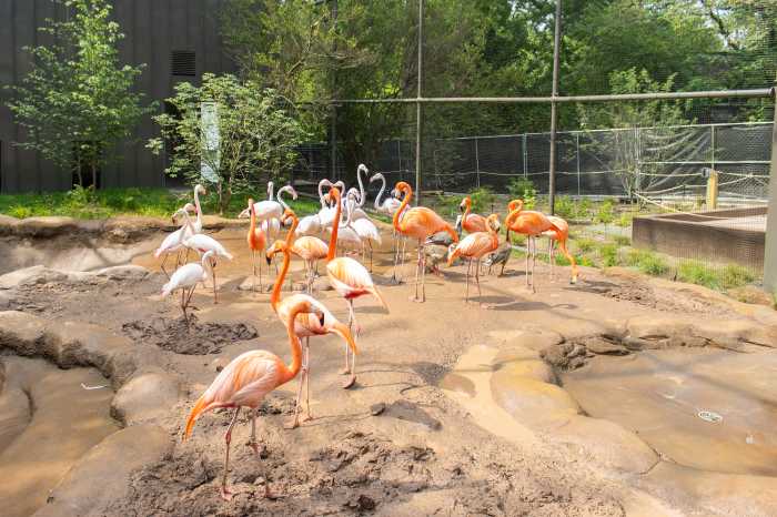 Zoo flamingo cove 