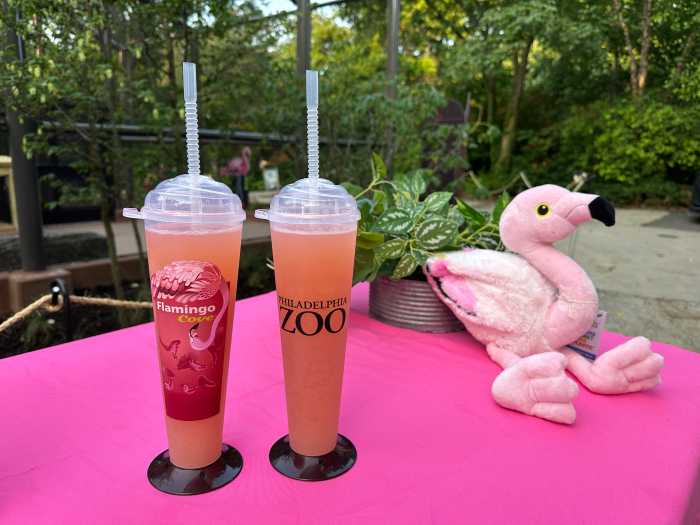 Zoo flamingo cove 