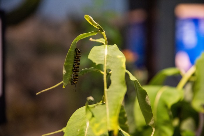 Bug Fest