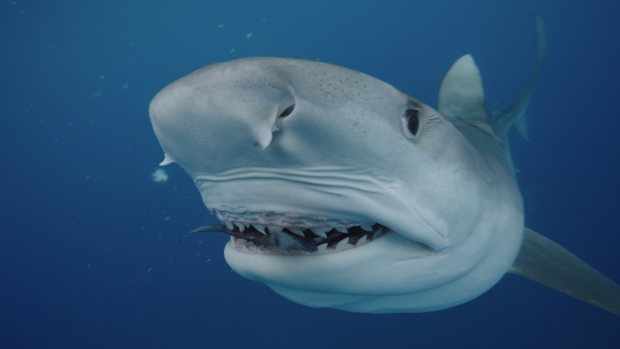 Shark Week 2025 Kinga Phillips