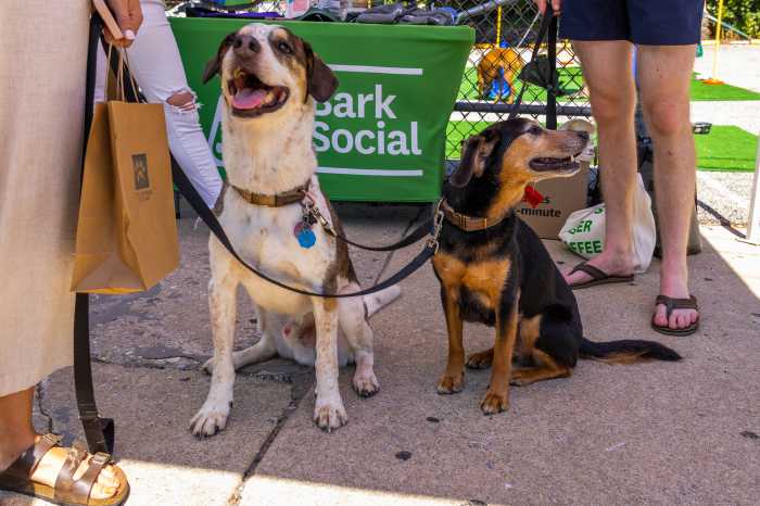 Dog Day of Summer